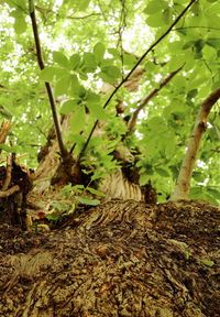 Close-up of tree in forest