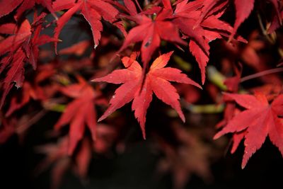 Close-up of maple leaves