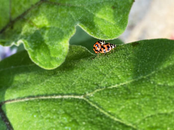 Close-up of ladybug on leaf