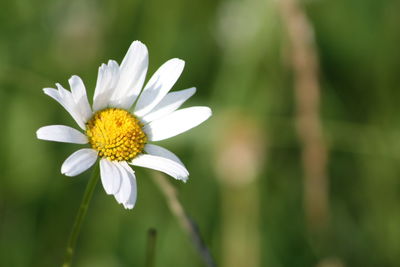 Close-up of white daisy