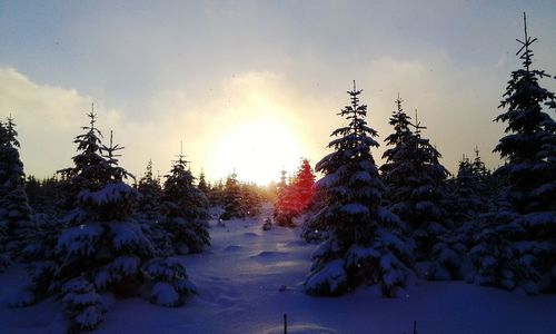 Trees on snow covered landscape against sky