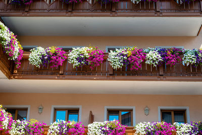 Low angle view of pink flowering plants