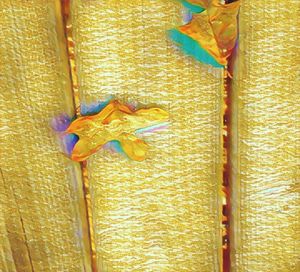 Close-up of yellow flowers