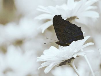 Close-up of black butterfly on white flower