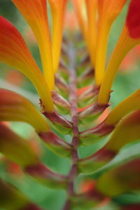 Close-up of yellow flowering plant