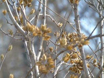 Close-up of tree against sky