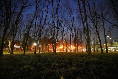 Bare trees against sky at night