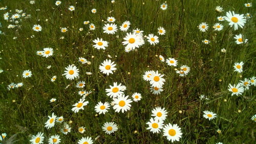 High angle view of white daisy flowers on field