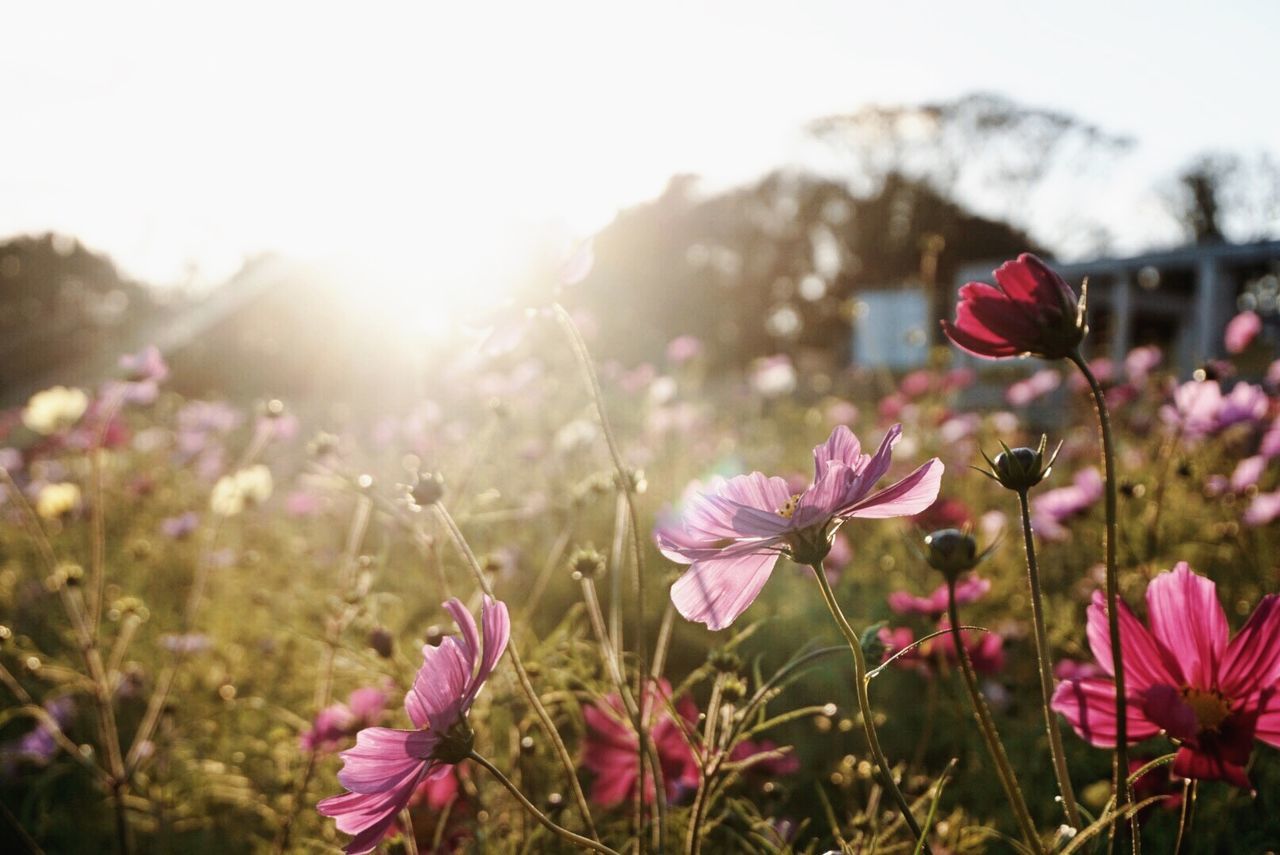 flower, flowering plant, plant, beauty in nature, freshness, fragility, vulnerability, growth, petal, nature, close-up, sunlight, flower head, sky, land, field, inflorescence, day, plant stem, no people, outdoors, lens flare