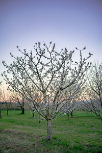 Cherry blossom tree on field against clear sky