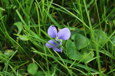 Close-up of purple flower blooming on field