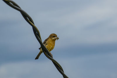 Close-up of bird perching on branch