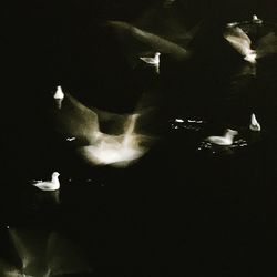 Birds flying over white background