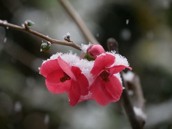 Close-up of fresh pink flower blooming in winter