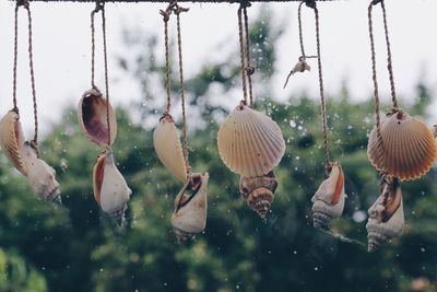 Water spraying on seashells hanging against trees