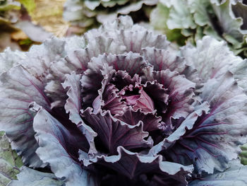 Close-up of purple flowering plant