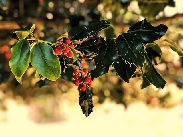 leaf, plant part, plant, fruit, nature, food and drink, growth, food, healthy eating, berry fruit, freshness, close-up, tree, no people, beauty in nature, focus on foreground, outdoors, red, day, green color, change, ripe