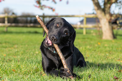 Portrait of a cute black labrador playing with a stick in the garden