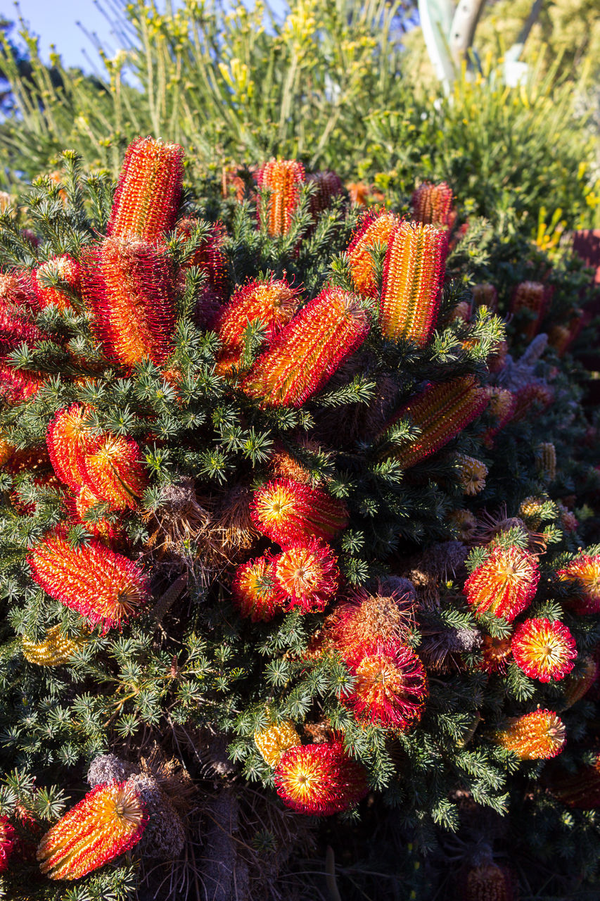 CLOSE-UP OF SUCCULENT PLANT GROWING ON FIELD