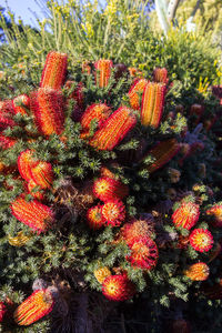 High angle view of succulent plant on field