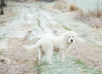 Portrait of white cat standing on wood