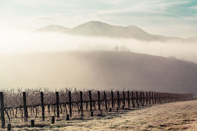 Scenic view of vineyard against sky