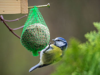 Close-up of bird perching on feeder