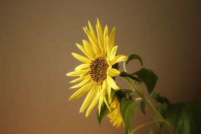 Close-up of sunflower against yellow background
