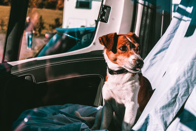 Dog sitting on seat in vehicle