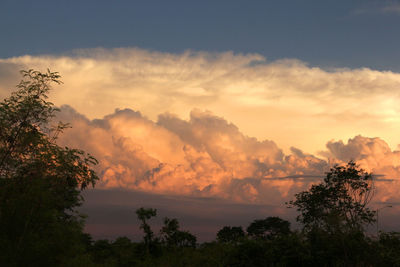 Low angle view of silhouette trees against sky during sunset