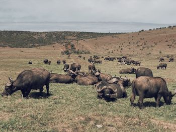 Buffalo standing on field