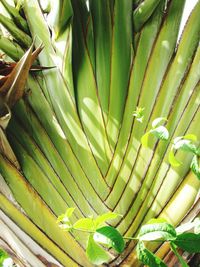 Full frame shot of plants