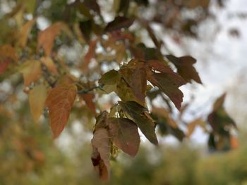 Close-up of leaves during autumn