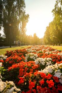 View of flowering plants in park against clear sky