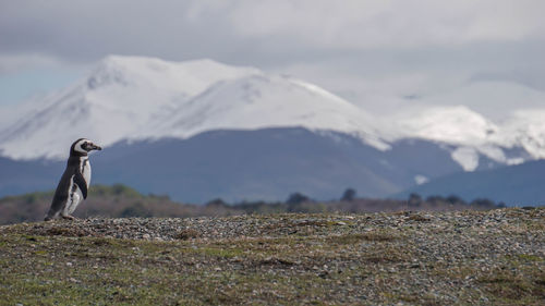 View of bird on mountain against sky