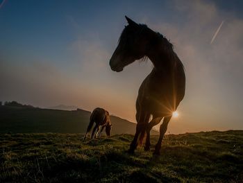 View of horse on field during sunset