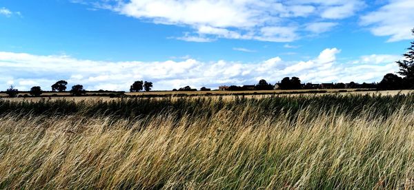 Scenic view of field against sky