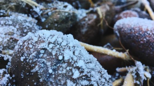 Close-up of frozen water