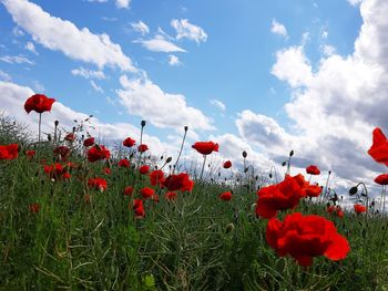 Close-up of red poppy flowers in field