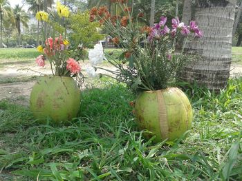 Cactus plants