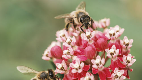 Close-up of bee pollinating on pink flower