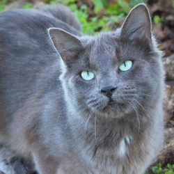 Close-up portrait of cat