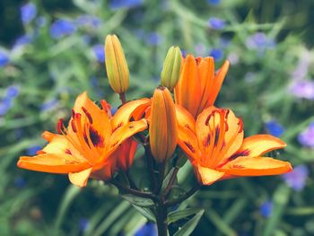 Close-up of orange lily blooming outdoors