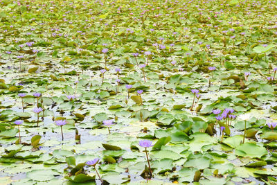 Full frame shot of purple flowering plants