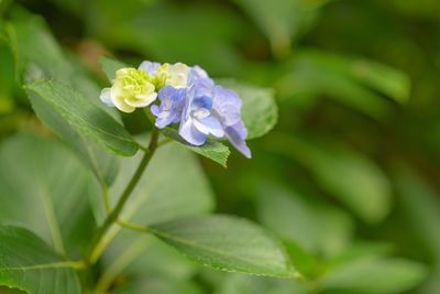 Close-up of flower blooming outdoors