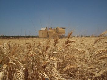Wheat field against clear sky
