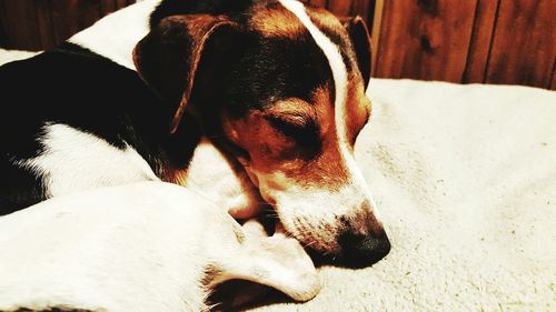 Close-up of dog sleeping on bed