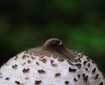 Close-up of a mushroom