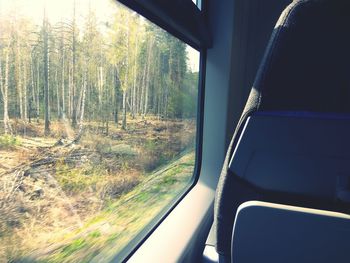 View of trees in forest seen through car window