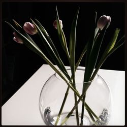 Close-up of flower against black background